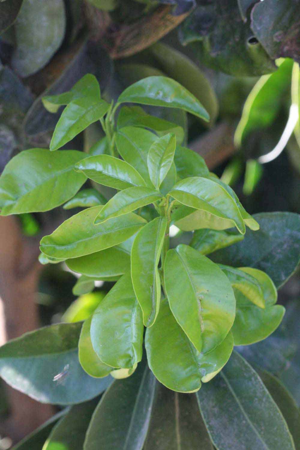             Shade leaves (Bouquet de Fleurs, Riverside, CA)       